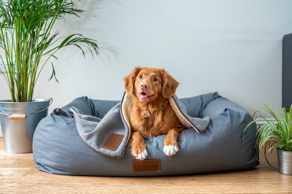 Dog sitting in a dog bed