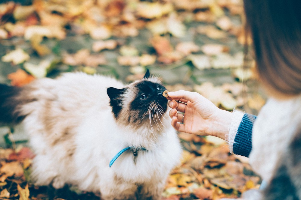 Lady feeding cat