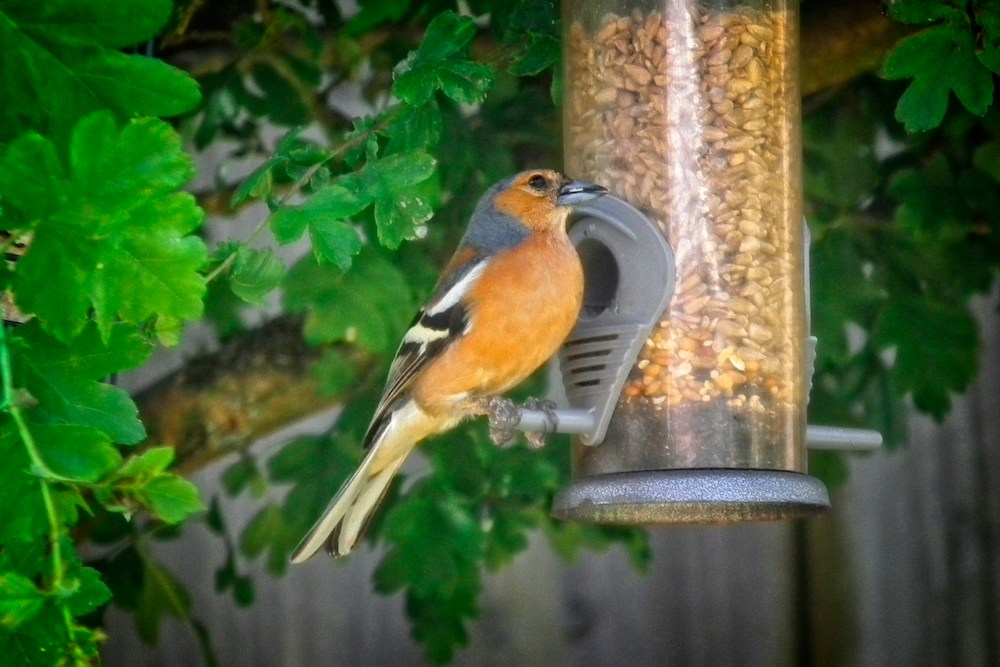 bird eating food from feeder