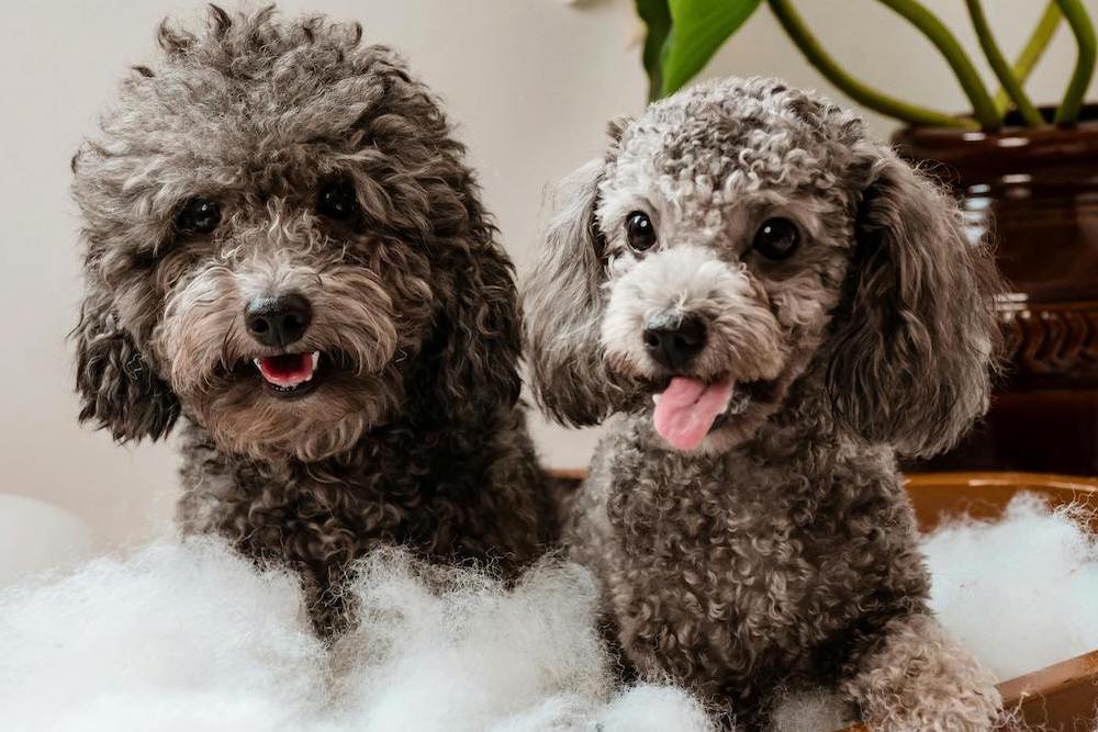 two dogs in bathtub