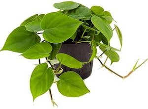 Philodendron live