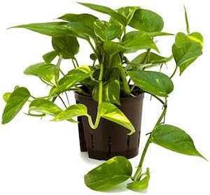 Pothos (Epipremnum Aureum)