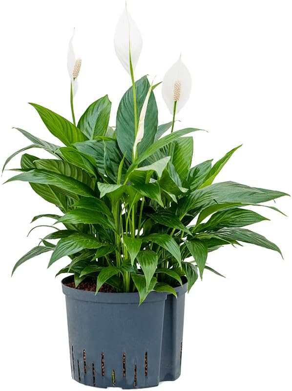 Peace Lily (Spathiphyllum)