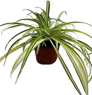 Spider Plant