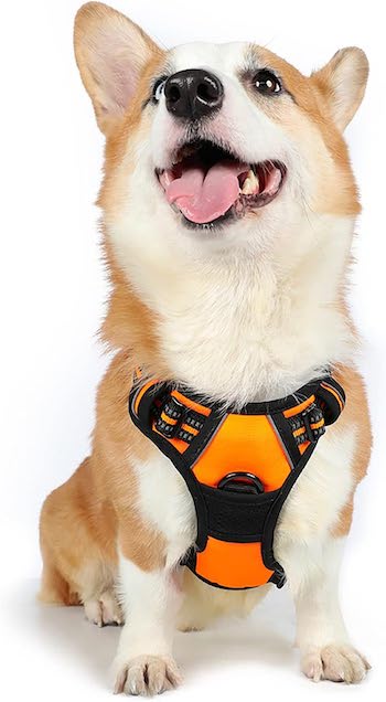 Corgi Specific Harness