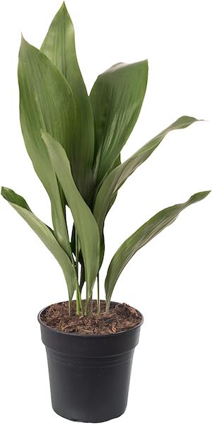 Cast Iron Plant (Aspidistra Elatior)