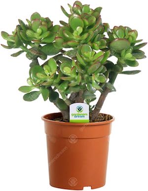 Jade Plant (Crassula Ovata)