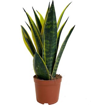 snake plant