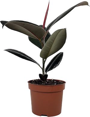 Rubber Plant (Ficus Elastica)