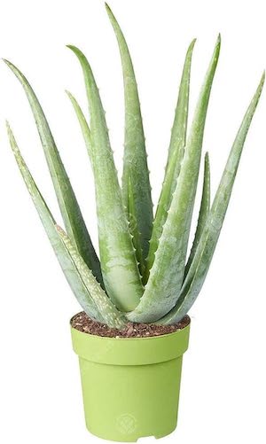 Aloe Vera