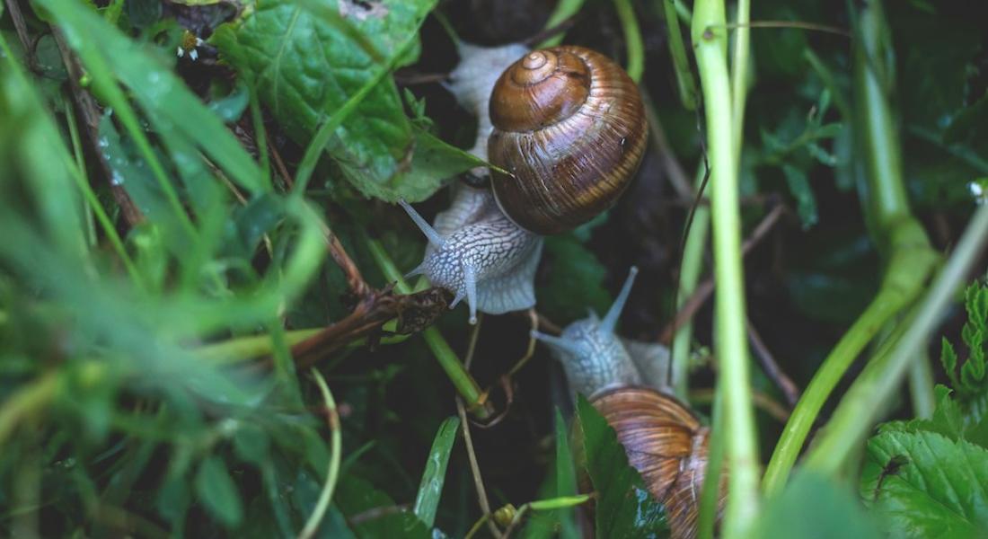 Natural Ways to Keep Slugs Out of Your Garden Without Harm